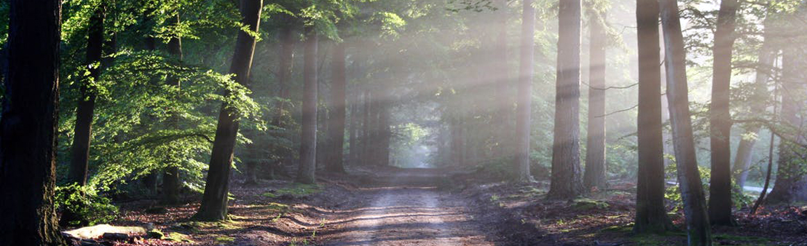 road-sun-rays-path1